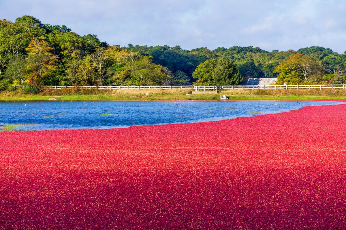 Maplewood At Brewster