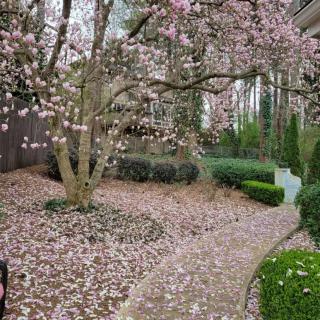 Safe Haven at Lenox Park in Atlanta